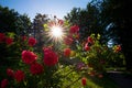 Blooming red rose bush with sunburst, dark forest background