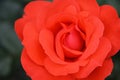Red rose closeup.Partial detail of flowers. Royalty Free Stock Photo