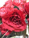 Blooming red rose