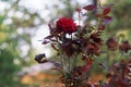 Blooming red rose on a green branch of a bush