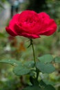 blooming red rose in the green garden