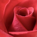 Blooming red rose Royalty Free Stock Photo