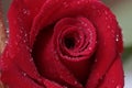 Blooming red rose with rain droplets