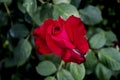 blooming red rose