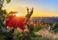 Blooming red rose with sun flare at sunset in Napa Valley, California, USA