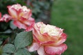 Rose Garden Sherbert Pink Petal Pair Royalty Free Stock Photo