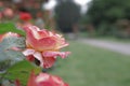Rose Garden Sherbert Pink Petal Solo Wide Royalty Free Stock Photo