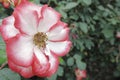 Rose Garden Stowaway Petals Solo Royalty Free Stock Photo