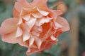 Rose Garden Sherbert Pink Petal Solo Sidewinder Royalty Free Stock Photo
