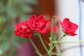 Blooming red roses with colorful background.