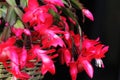 Blooming red Schlumbergera flowers. Christmas cactus. Royalty Free Stock Photo