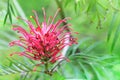 Blooming Red silky oak Grevillea Banksii close up.