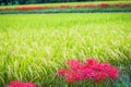 Lines of Red Spider Lilies and Rice Royalty Free Stock Photo