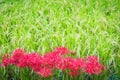 Blooming Red Spider Lilies and Rice Royalty Free Stock Photo