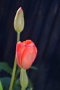 Blooming Red Tulip and Tulip Bud Flowering Royalty Free Stock Photo