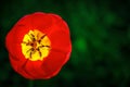 Blooming red tulip with open petals close-up top view on a dark green background Royalty Free Stock Photo