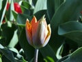 Blooming red tulip in the spring against the background of green leaves Royalty Free Stock Photo