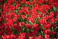 Blooming red tulips Royalty Free Stock Photo