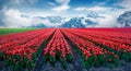 Blooming red tulips flower in the foothills of snowy mountains.