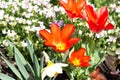 Blooming red tulips on flowerbed in garden. Springtime composition. Bright colorful tulip photo background Royalty Free Stock Photo