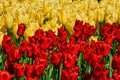 Blooming tulips flowerbed in Keukenhof flower garden, Netherland