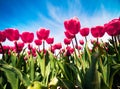 Blooming red tulips flowers on the Netherlands farm. Amazing spring view oj flowers on the blue sky background at the sunny mornin Royalty Free Stock Photo