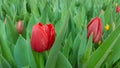 Blooming red tulips in green foliage background