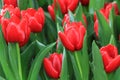 Blooming red tulips after rain Royalty Free Stock Photo