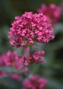 Red Valerian Royalty Free Stock Photo