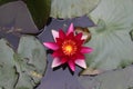 Red water lily floating on a pond Royalty Free Stock Photo