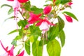 blooming red and white fuchsia flower is isolated on white background, `Shadow Dancer Betty`, closeup