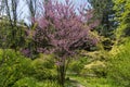 Blooming redbud tree cercis canadensis in springtime in the park. Royalty Free Stock Photo