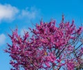 Blooming redbud tree under the blue sky Royalty Free Stock Photo