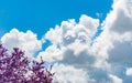 Blooming redbud  tree under the blue sky Royalty Free Stock Photo