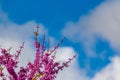 Blooming redbud tree under the blue sky