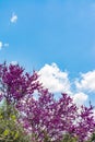 Blooming redbud tree under the blue sky