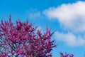 Blooming redbud tree under the blue sky