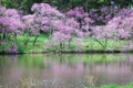 Blooming redbud trees next to Lake Marmo with reflections.