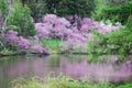 Blooming redbud trees next to Lake Marmo with reflections.