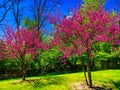 Blooming Redbuds Royalty Free Stock Photo