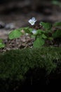 Blooming Redwood sorrel Oxalis oregana on moss