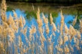 Blooming reed in front of the deliberately blurred pond with the reflection of trees in the water