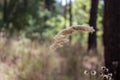 Blooming reed inflorescences against the backdrop of a pine forest. Soft light