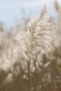 Blooming reed inflorescences on the banks of a river or lake close up. Floral pattern