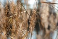 Blooming reed inflorescences on the banks of a river or lake. Soft light