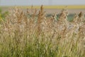 Blooming reed inflorescences on the banks of a river or lake. Tall grass