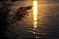 Blooming reed over the lake at sunset. Royalty Free Stock Photo