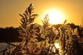 Blooming wild grass in golden sunset. Royalty Free Stock Photo