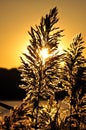 Blooming wild grass in golden sunset. Royalty Free Stock Photo