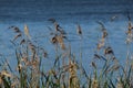 Blooming reeds in a transparent lake in the forest. Bulrush bent over the lake Royalty Free Stock Photo